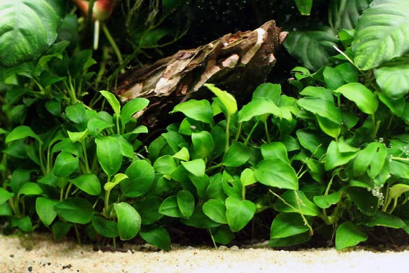 Anubias