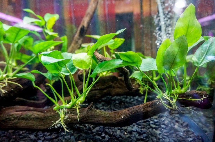 Anubias on the driftwood