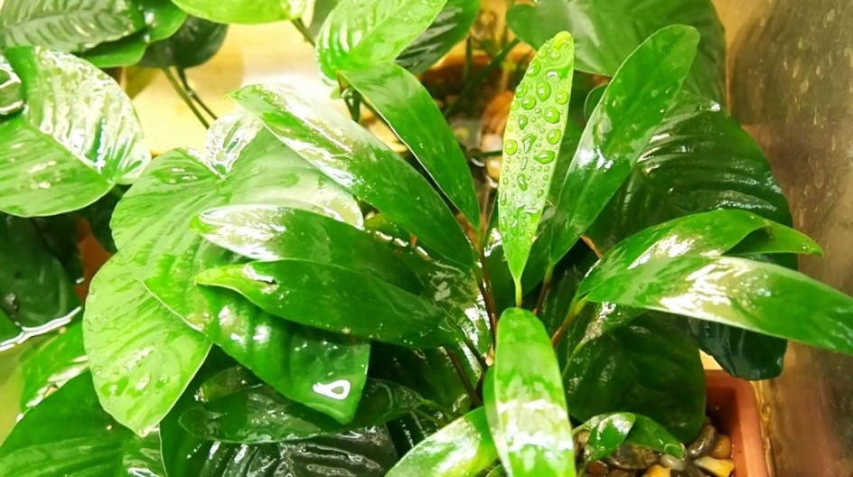 Anubias_barteri_var._Angustifolia