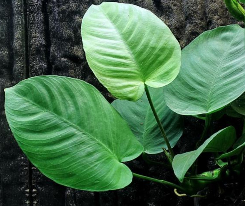 Anubias_barteri_var._Caladiifolia