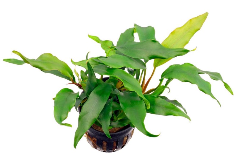 Anubias_barteri_var._glabra