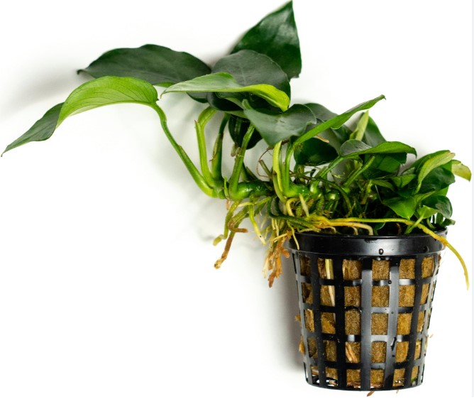 Anubias_barteri_var._nana