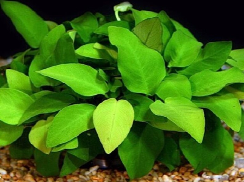 Anubias_barteri_var._nana_Golden