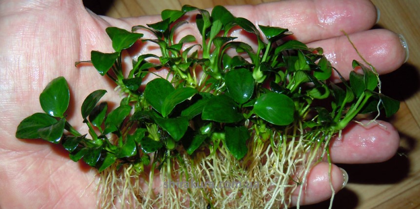 Anubias_barteri_var._nana_Bonsai