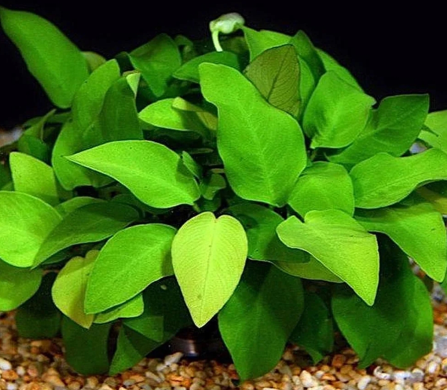 Anubias barteri var. nana Gold легко выращивать в аквариуме, так как он устойчив к широкому диапазону условий и не требует особого ухода.