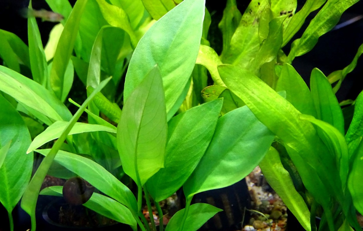 Anubias_hastifolia