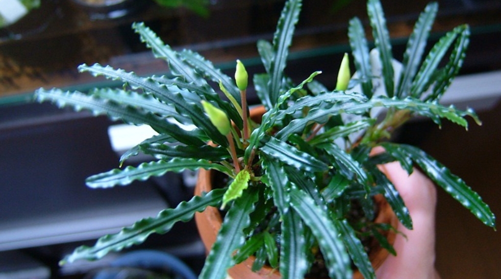 Bucephalandra sp. Sekadau