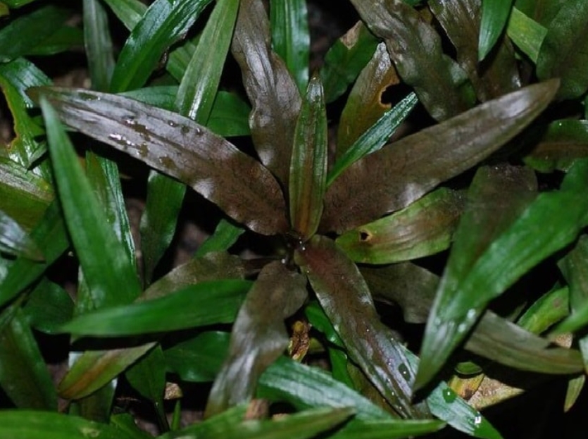 КРИПТОКОРИНА БЕЛОВАТАЯ (Cryptocoryne albida)