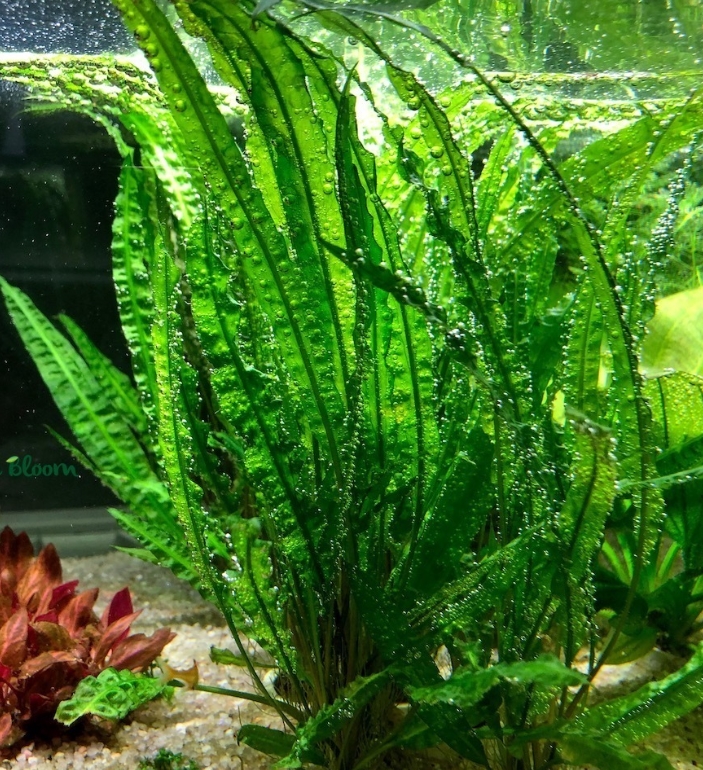 Криптокорина Балансе (Cryptocoryne balansae)