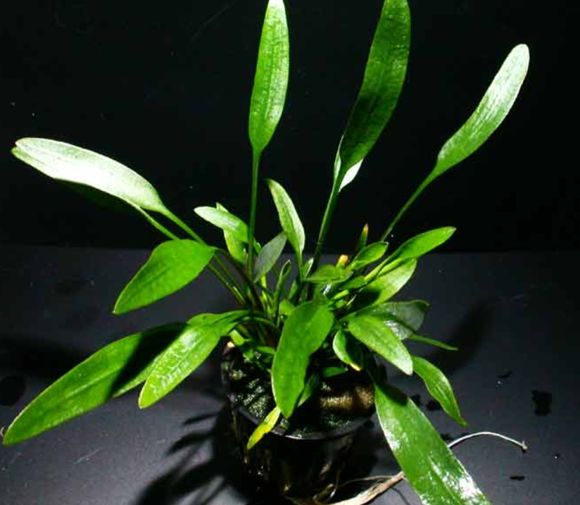 Криптокорина Невилля (Cryptocoryne nevilli)