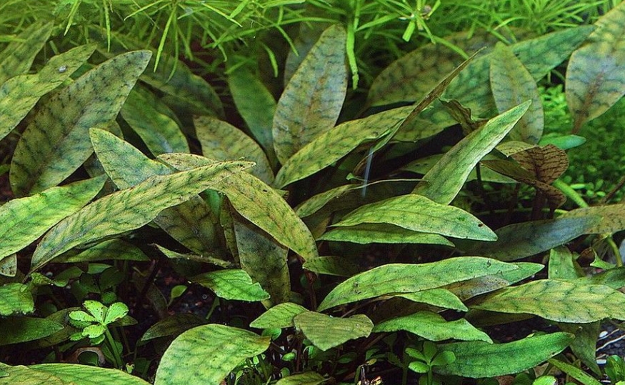 Криптокорина пурпурная (Cryptocoryne purpurea)