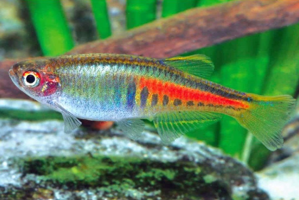 Данио Хопра (Danio choprae)