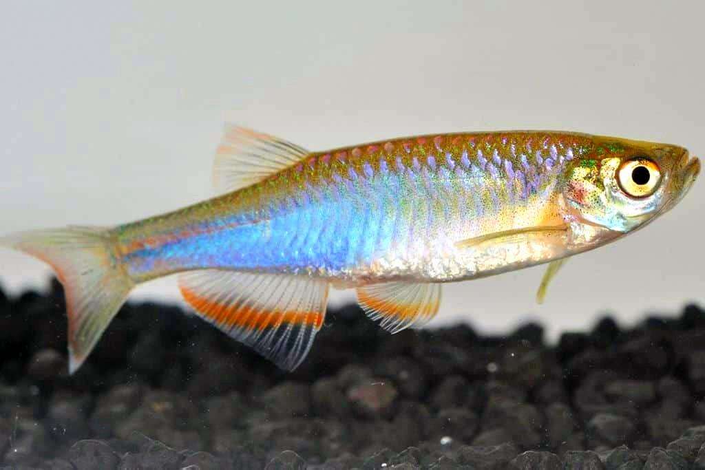 Данио жемчужный (Danio albolineatus)