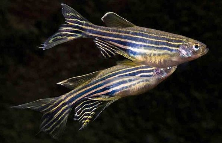 Данио Рерио (Danio rerio)