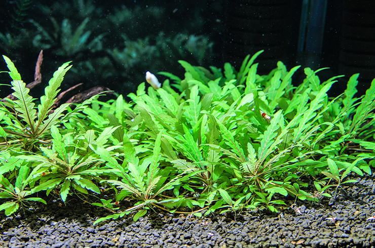 Hygrophila pinnatifida