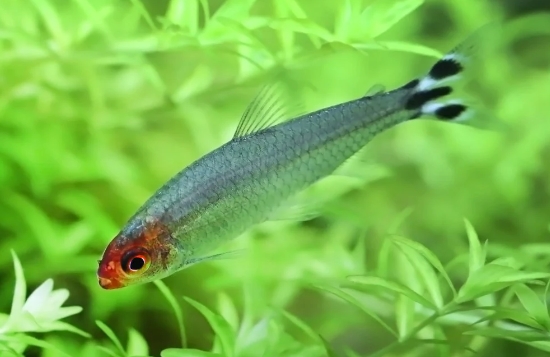 Hemigrammus rhodostomus или тетра-красноносая