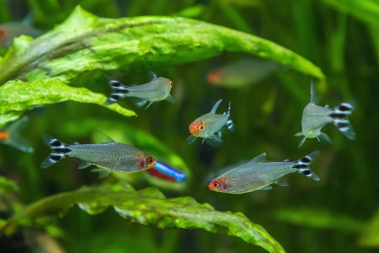 Стайка Hemigrammus rhodostomus в аквариуме с растениями