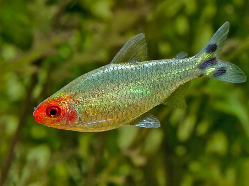 Hemigrammus rhodostomus крупнум планом