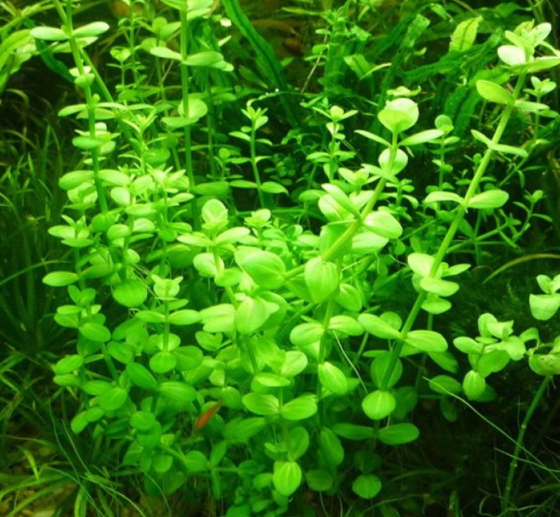 Линдерния мелкоцветковая (Lindernia parviflora)