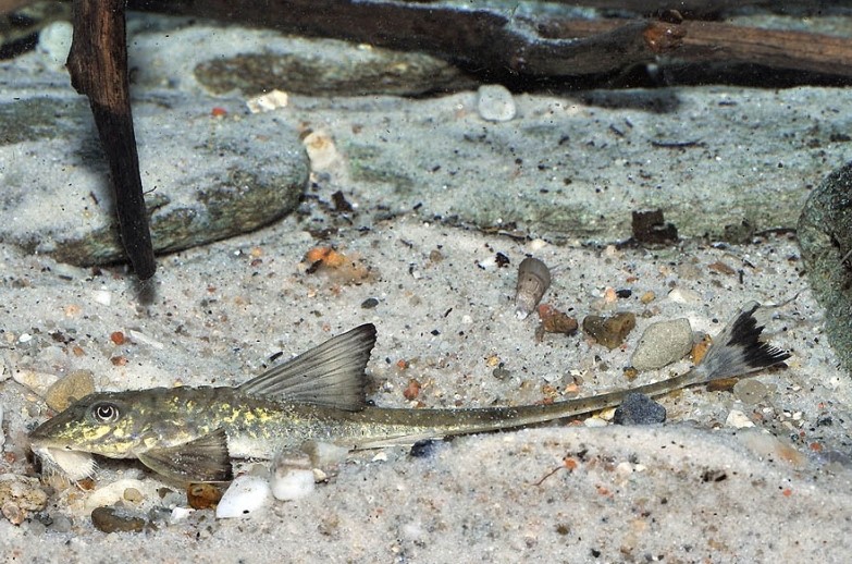 Лорикария Бринелли (Loricaria birindellii)
