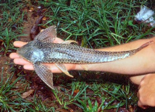 Лорикария лентигиноза (Loricaria lentiginosa)