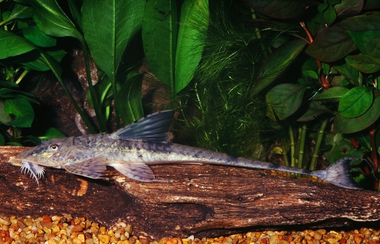 Королевская лорикария (Loricaria simillima)