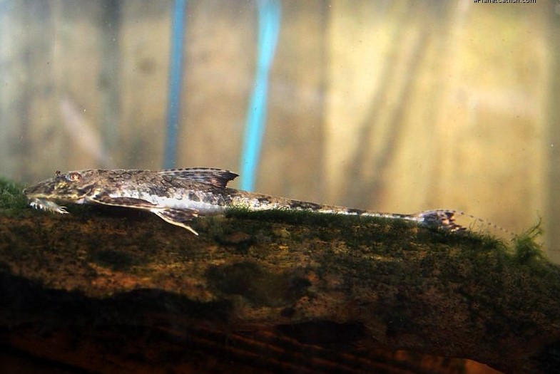 Лорикария лата (Loricaria lata)
