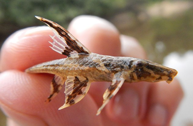 Лорикария перуанская или лорикария стройная (Rineloricaria lanceolata)