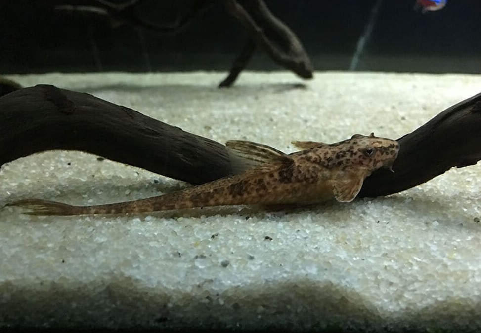 Лорикария обыкновенная (Dasyloricaria filamentosa)