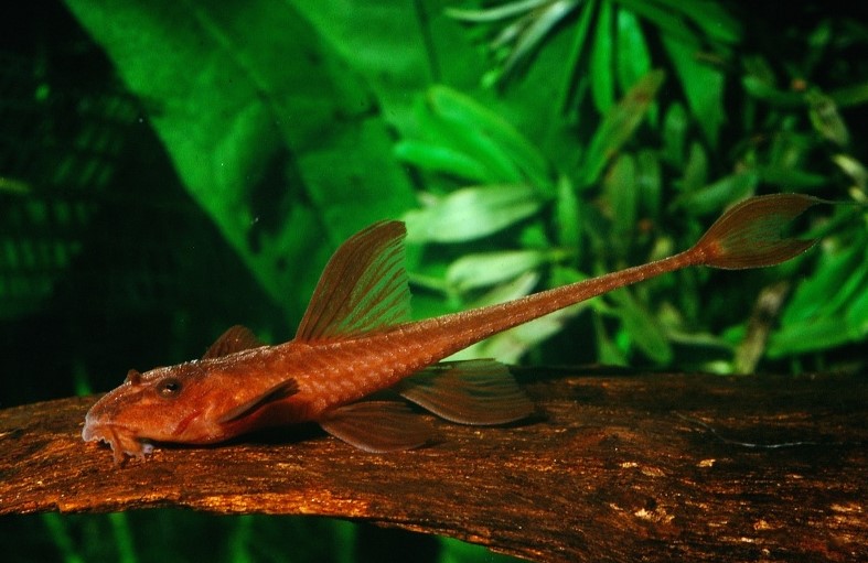 Лорикария красная ( Rineloricaria sp.(L010a) )