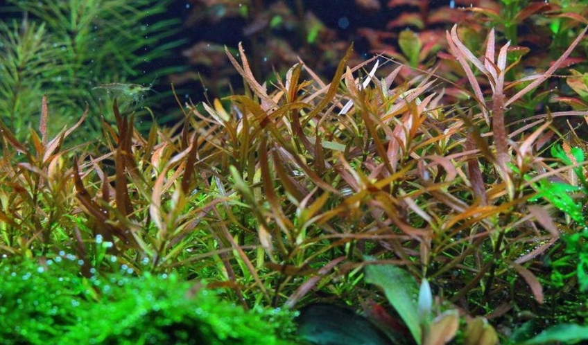 Людвигия бревипес коротконожковая (Ludwigia brevipes)