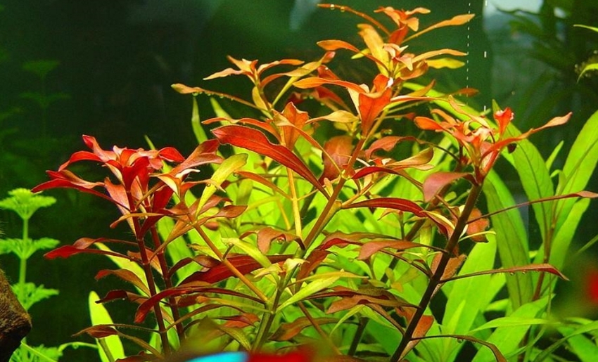 Людвигия гибридная ползучая х дугообразная (Ludwigia repens x arcuata)