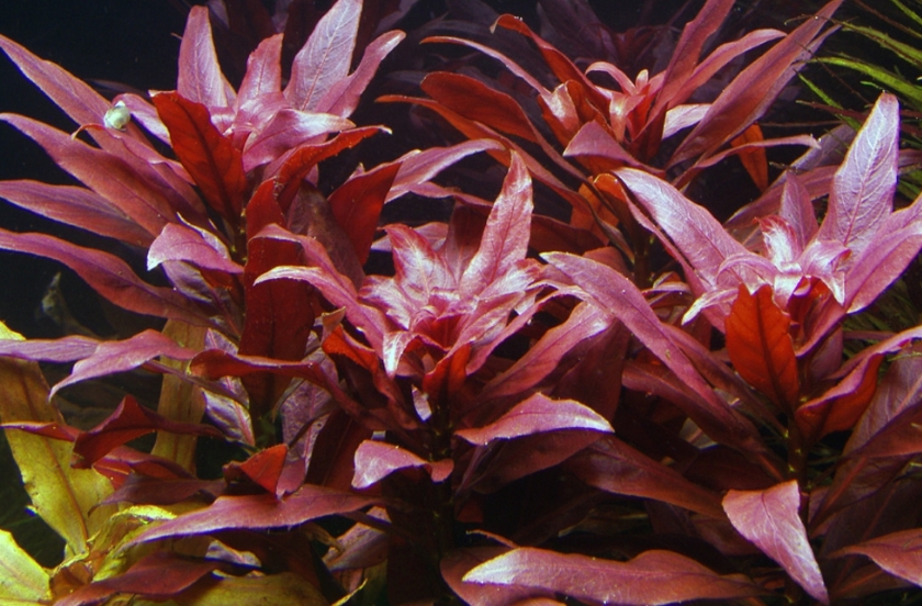 Людвигия гландулоза перуанская (Ludwigia glandulosa)