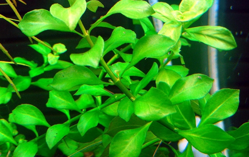 Людвигия болотная зеленая (Ludwigia palustris Green)