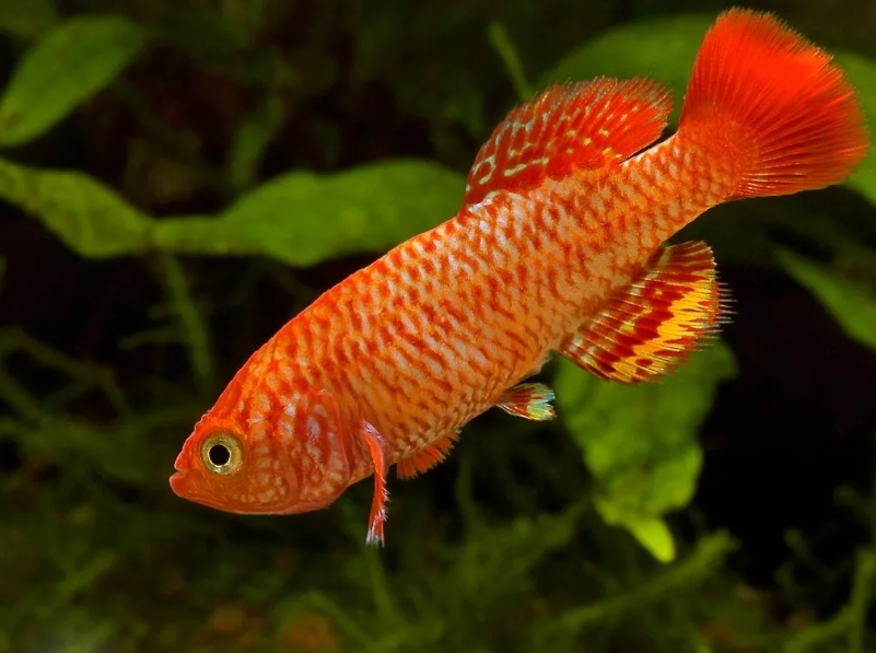 Nothobranchius albimarginatus 