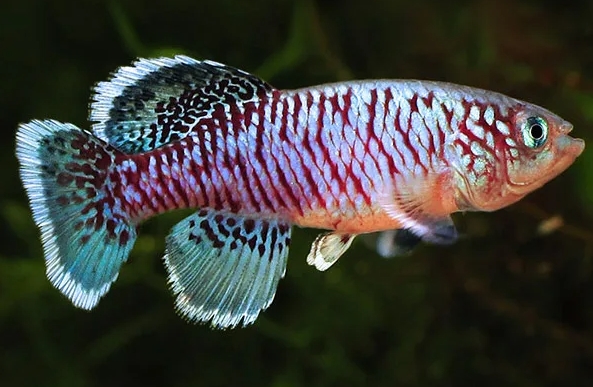Nothobranchius eggersi