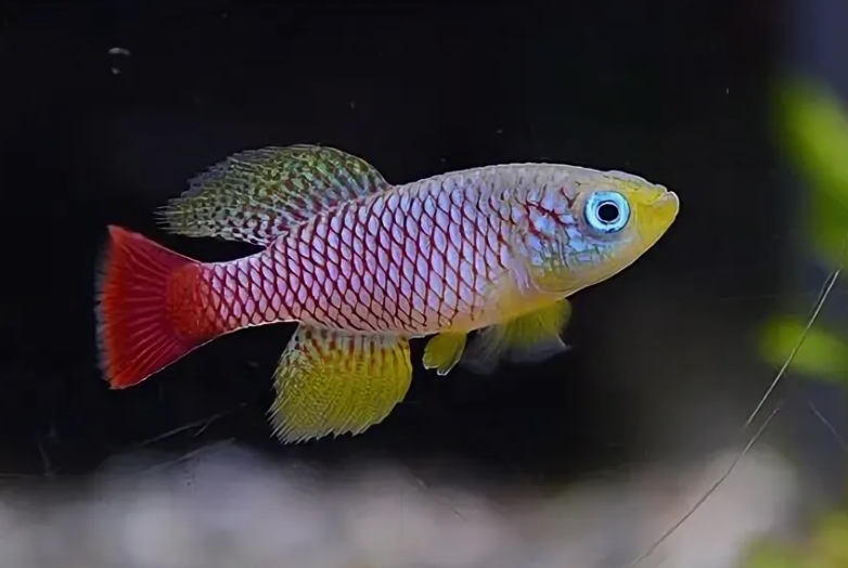 Nothobranchius foerschi