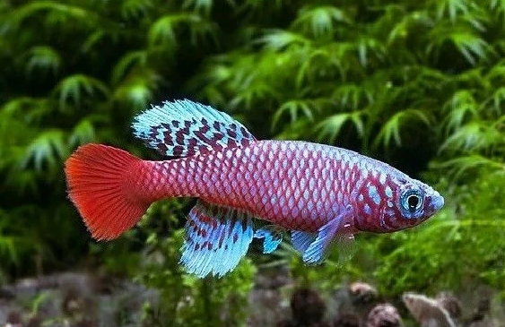 Nothobranchius kilomberoensis Ifakara TAN 95/04