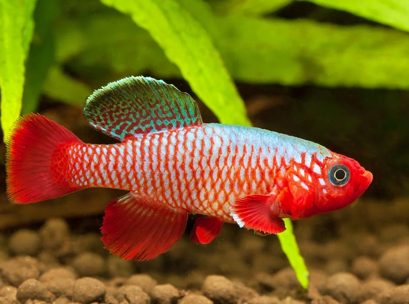 Nothobranchius rubripinnis Peter Maguire Flickr