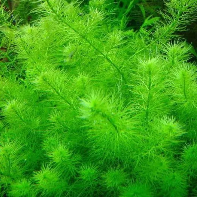 Перистолистник Гайана (Myriophyllum sp. «Guyana»)