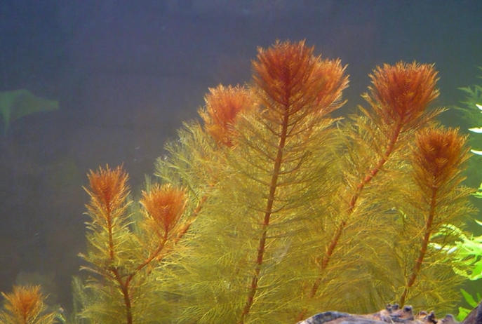 Перистолистник красный (Myriophyllum tuberculatum)