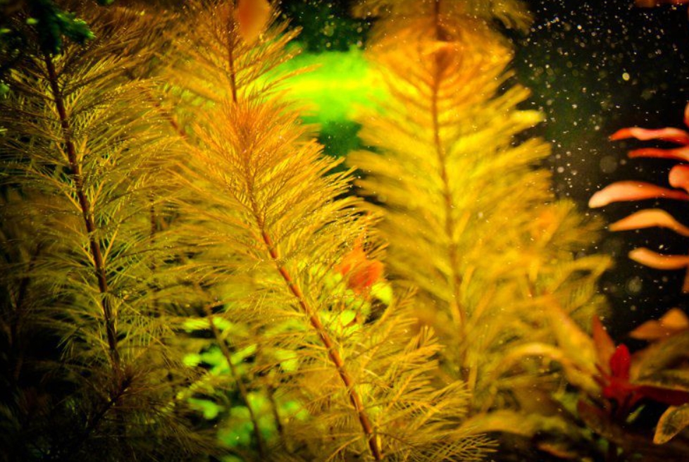 Перистолистник матогросский (Myriophyllum mattogrossense)