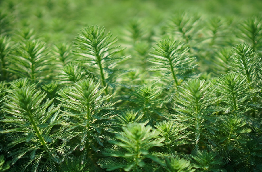 Перистолистник (Уруть) бразильский, или водный (Myriophyllum aquaticum)