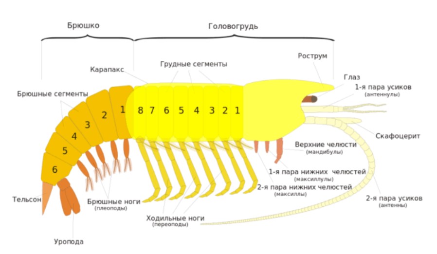 Строение рака