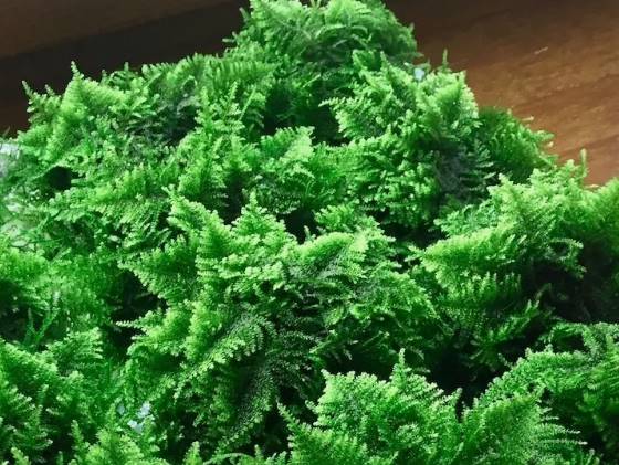Рождественский мох на первый взгляд похож на пластиковое растение