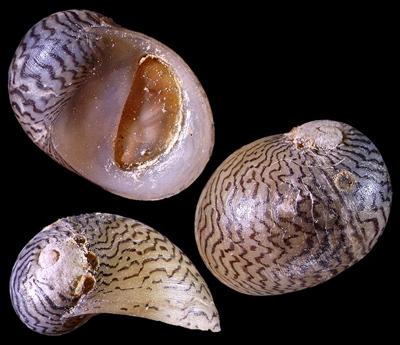 theodoxus danubialis