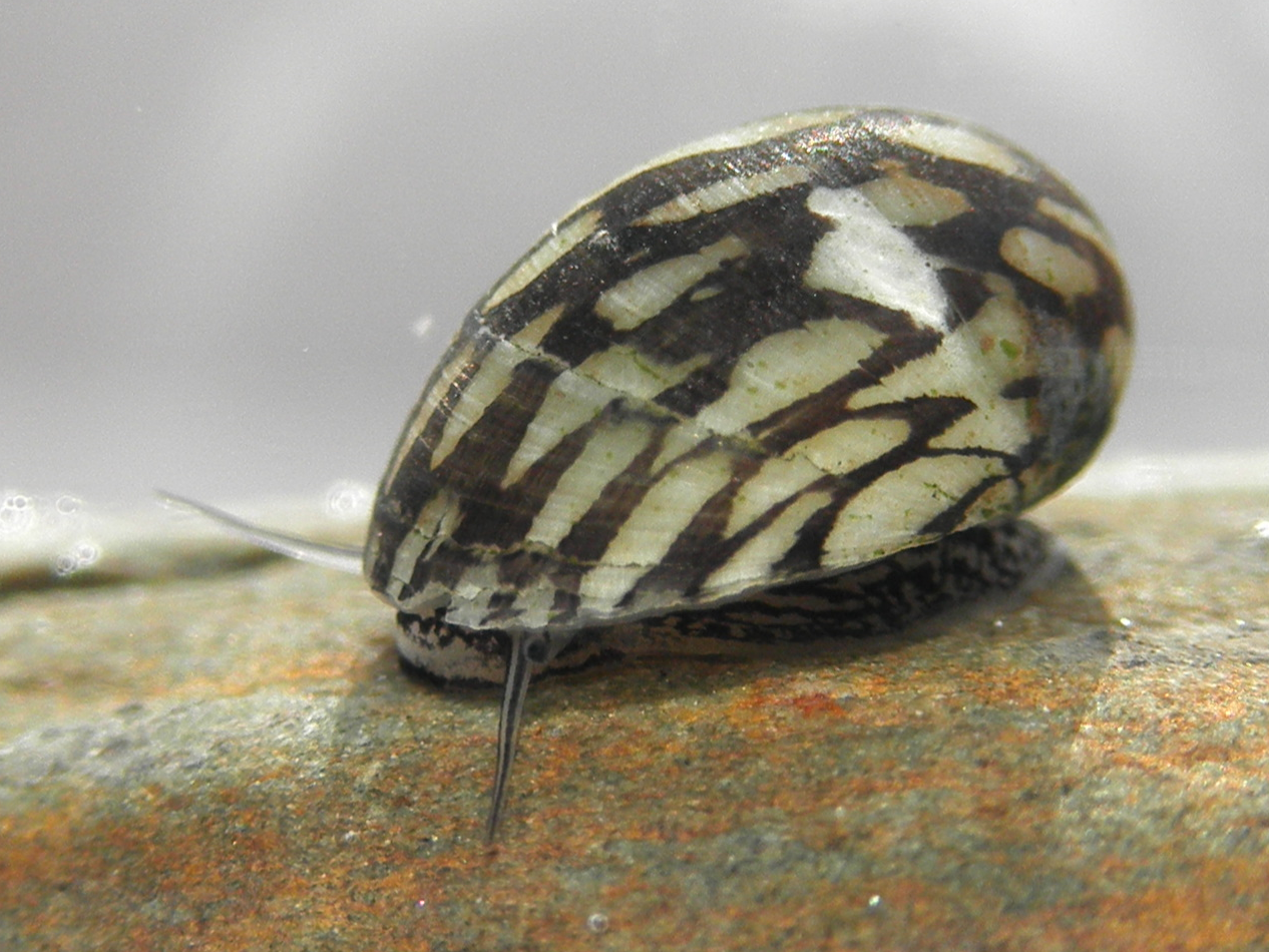theodoxus fluviatilis