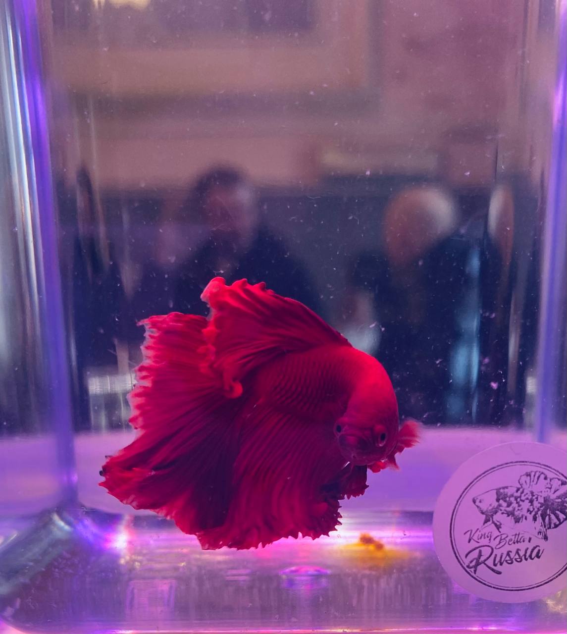 Петушок супер дельта