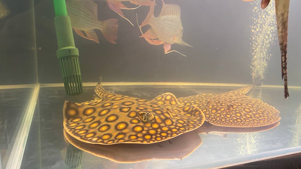 Скаты собирали около себя людей не меньше, чем дискусы