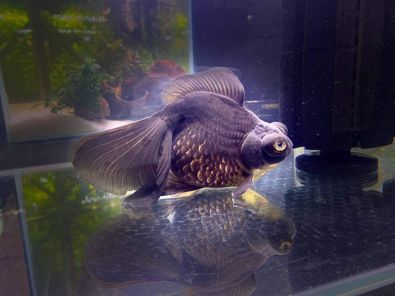 Телескоп размером с ладонь неторопливо плавал по своему аквариуму